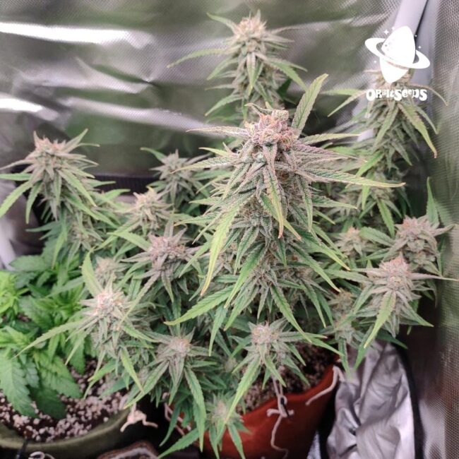 london-cheese-feminizada_1