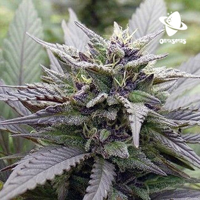 og-devil-skywalker_1