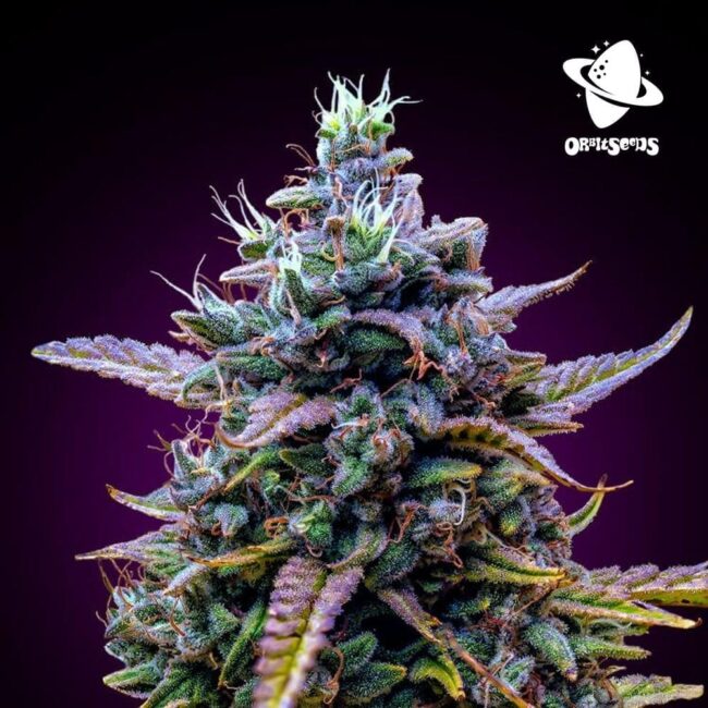 purple-afghan-kush_1