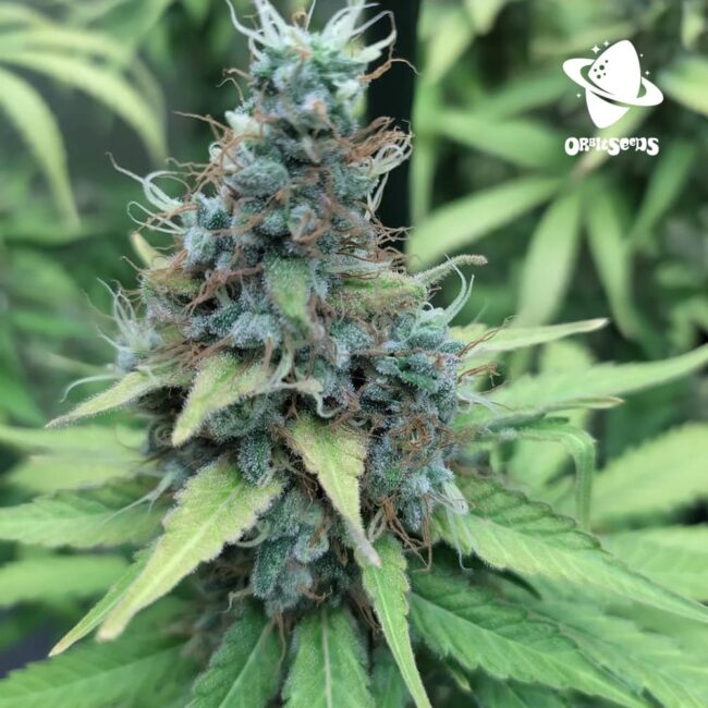 white-widow_1 white-widow_1